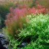 1-2-GROW! Rotes Mooskraut / Rotala Wallichii