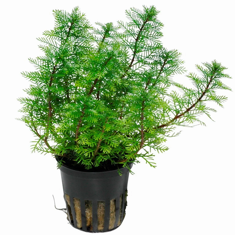 Mato-Grosso-Tausendblatt / Myriophyllum Mattogrossense – Bild 2