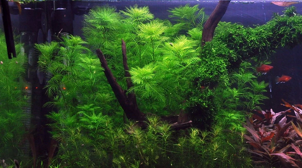 Mato-Grosso-Tausendblatt / Myriophyllum Mattogrossense – Bild 3