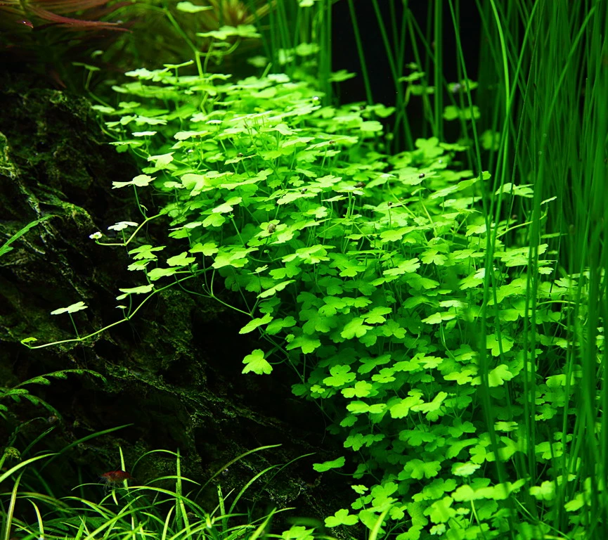 1-2-GROW! Hydrocotyle Sp. 'Japan' (Hydrocotyle Cf. Tripartita)