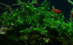 1 - 2-GROW! Quellmoos - Willow Moss / Fontinalis Antipyretica