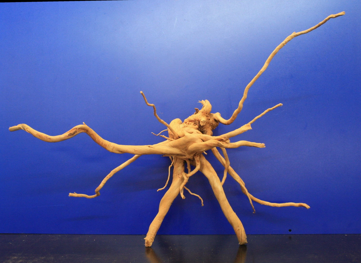 Moorwurzel/Moorkienholz, Gr. XL Traumwurzel 50-60cm – Bild 2