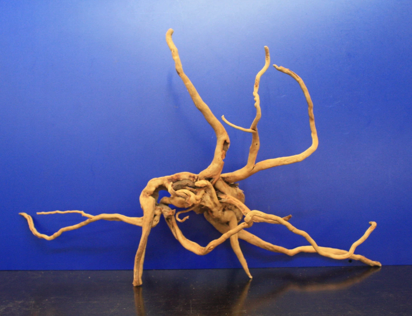 Moorwurzel/Moorkienholz, Gr. XL Traumwurzel 50-60cm – Bild 3