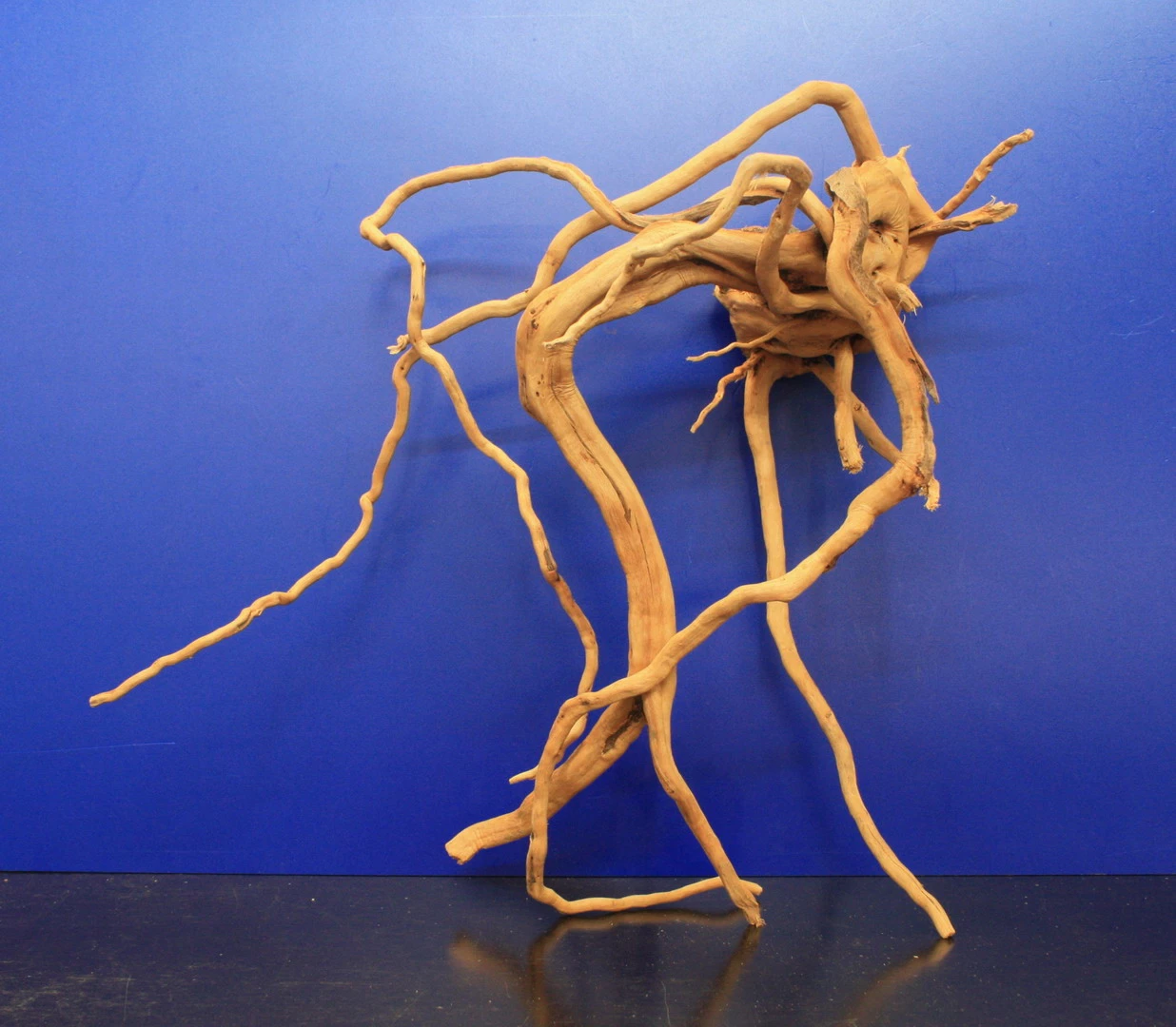 Moorwurzel/Moorkienholz, Gr. XL Traumwurzel 50-60cm – Bild 4