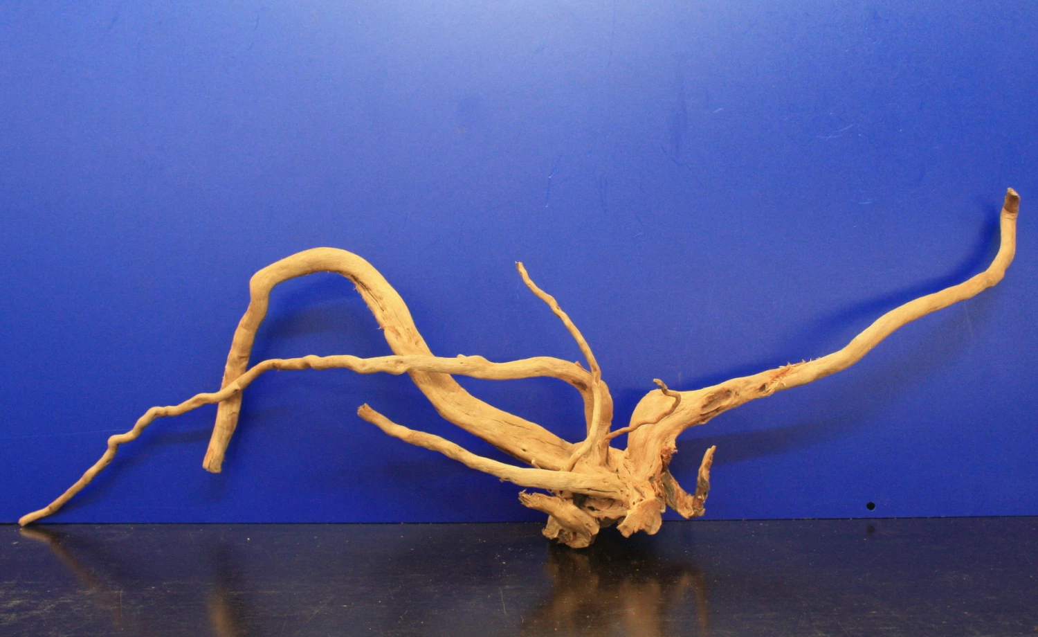 Moorwurzel/Moorkienholz, Gr. XL Traumwurzel 50-60cm – Bild 5