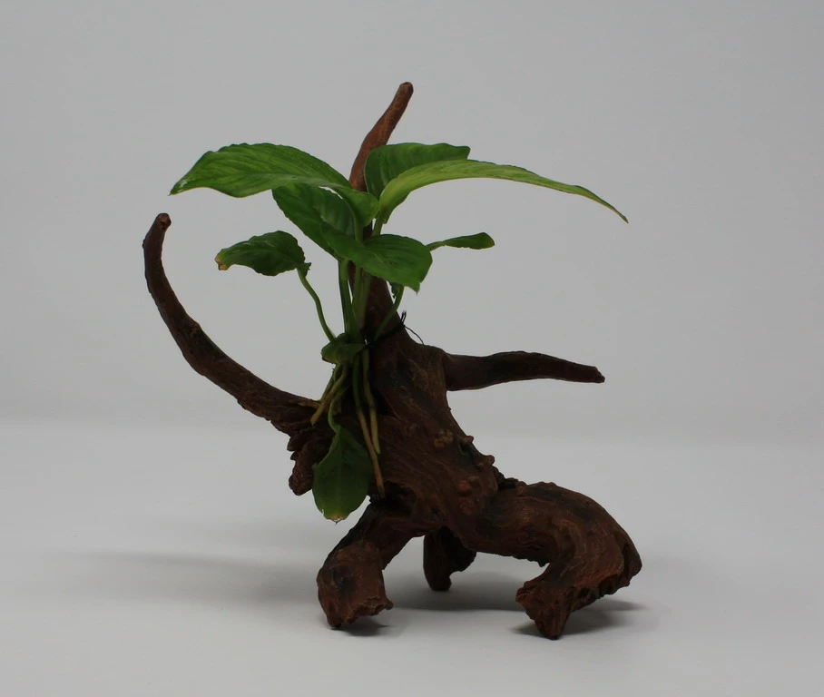 Verschiedenblättriges Speerblatt-Driftwood / Treibholz Mit Anubias Heterophylla