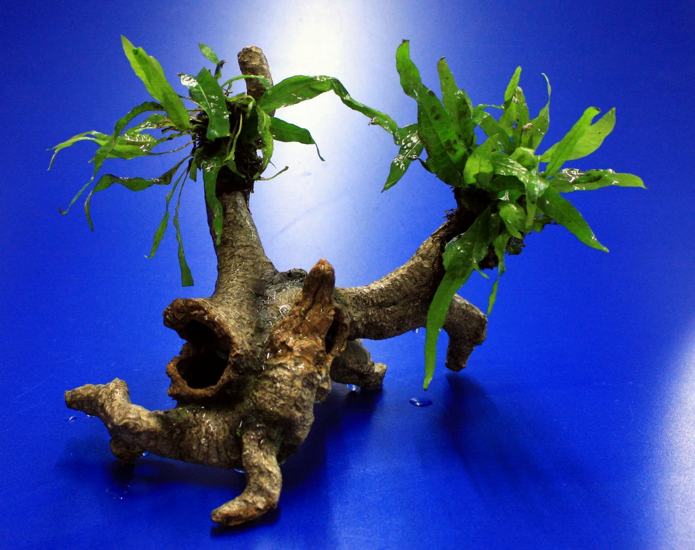 Mini Javafarn-Urwaldbaum Mit Höhle/ Regenwaldbaum Mit Microsorum Short Narrow Leaf