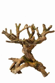 Aqua Della Bonsai Brown - Drachenbaum