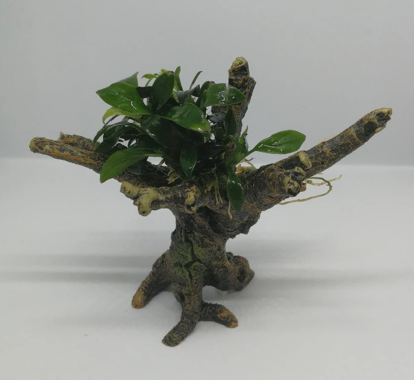 Pangolino Speerblatt-Bäumchen Mit Baumkrone / Urwaldbaum NANO Mit Anubias Pangolino