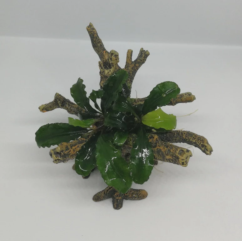 Bucephalandra -Bäumchen Mit Baumkrone / Urwaldbaum NANO Mit Bucephalandra – Bild 2