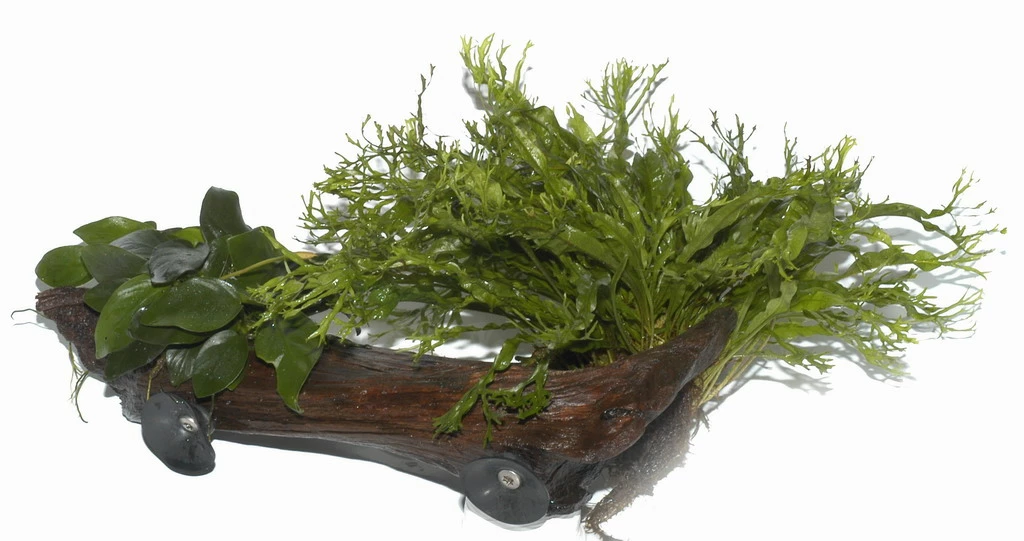 XL-Wurzel + 2 Saugnäpfe Mit Javafarn Windelov Und Anubias Nana