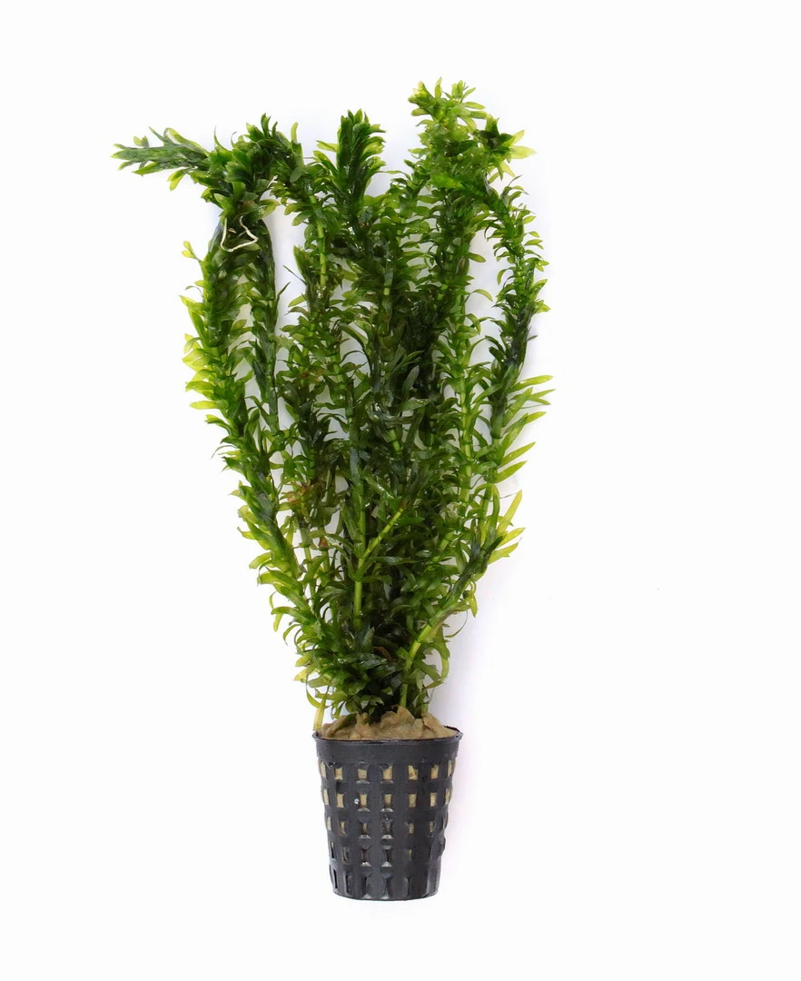 1 Topf Wasserpest / Egeria Densa - Sauerstoffpflanzen, Klärpflanzen – Bild 2