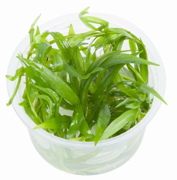 1-2-GROW! Breitblättrige Zwergamazonas / Helanthium 'Quadricostatus' – Bild 2