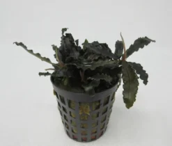 Bucephalandra Spec. ´Deep Purple´ Im Topf ***RARITÄT***