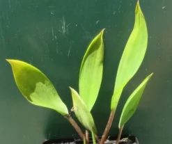 Goldkeule, Gelb / Orontium Aquaticum Im 9x9 Cm Topf