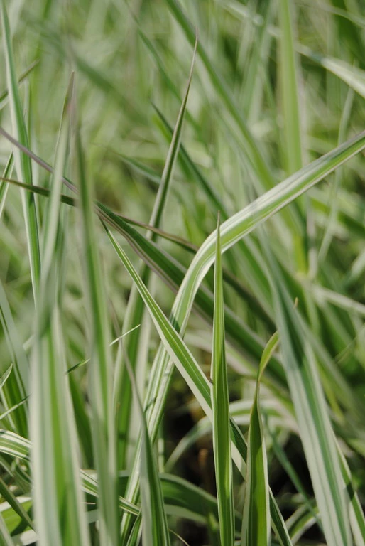 Rohrglanzgras, Weiß-gestreift / Phalaris Arundinacea 'Picta' Im 9x9 Cm Topf