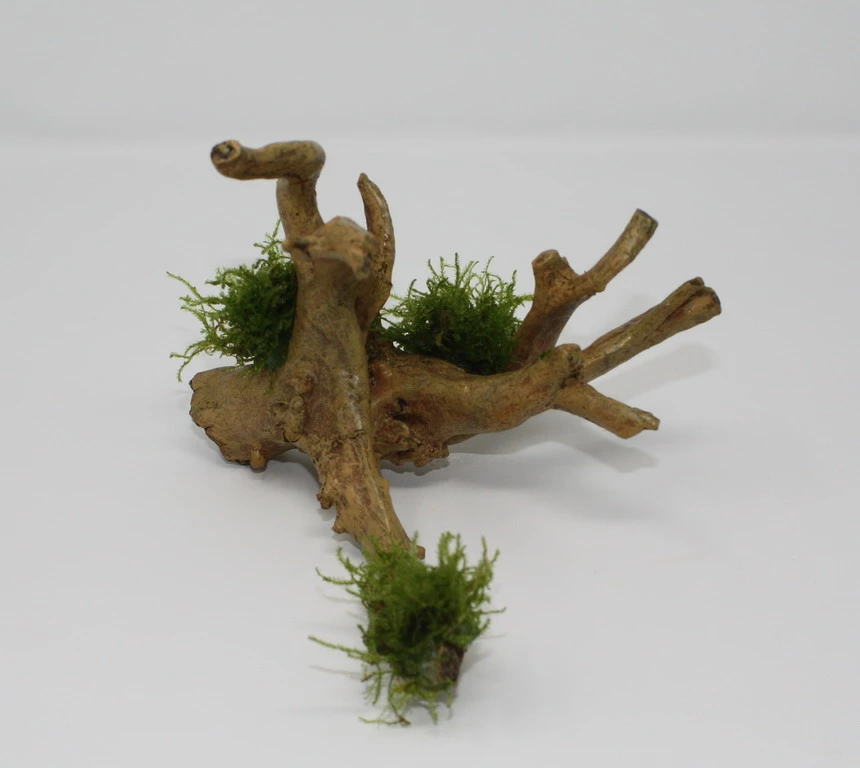 Christmas Moss-Spiderwood / Künstliche Nano-Moorwurzel Mit Vesicularia Dubyana 'Christmas'