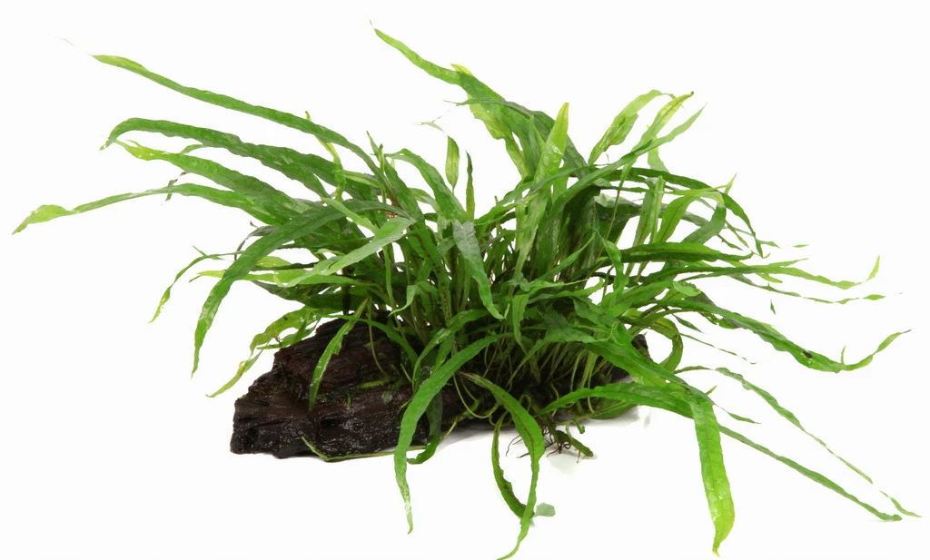 Wurzel Mit Schmalblättrigem Javafarn / Microsorum Pteropus Narrow Auf Wurzel