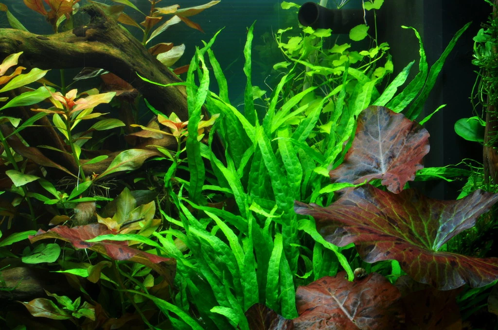 Wurzel Mit Schmalblättrigem Javafarn / Microsorum Pteropus Narrow Auf Wurzel – Bild 2