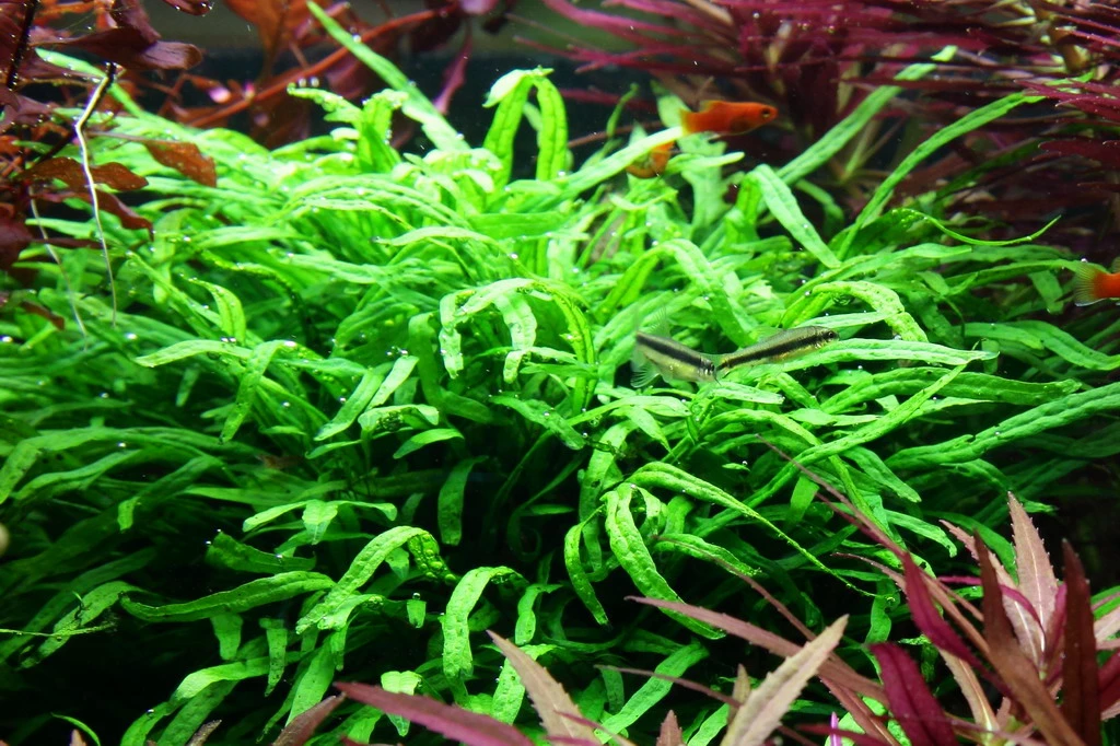 Wurzel Mit Trident Javafarn / Microsorum Pteropus Trident – Bild 2