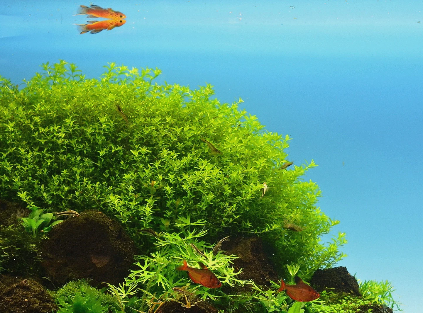 *NEU* Quirlblättriges Perlenkraut / Hemianthus Glomeratus – Bild 6