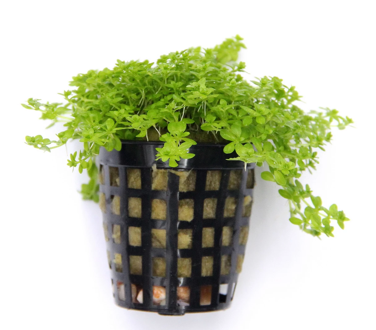 *NEU* Quirlblättriges Perlenkraut / Hemianthus Glomeratus – Bild 3