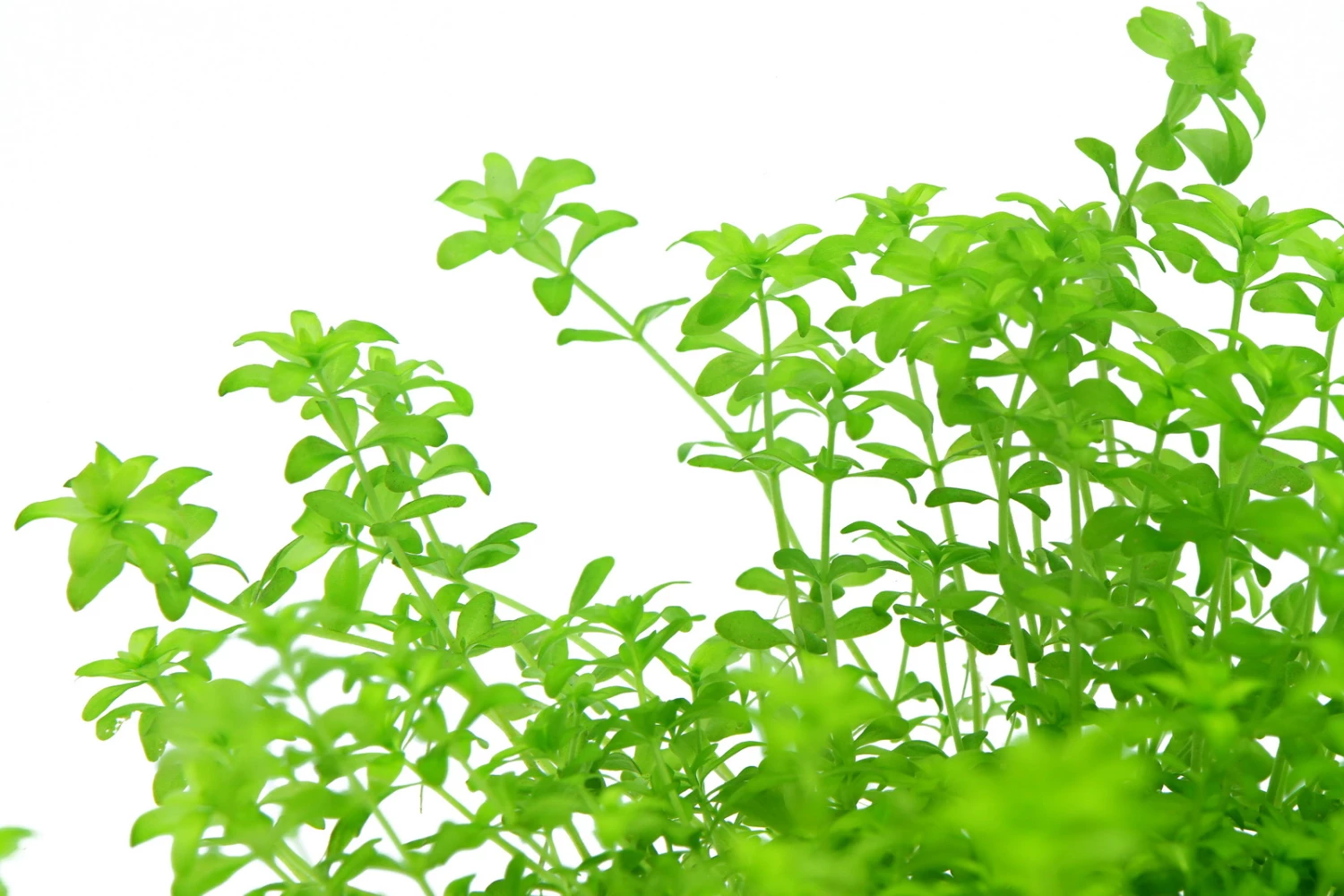 *NEU* Quirlblättriges Perlenkraut / Hemianthus Glomeratus – Bild 4