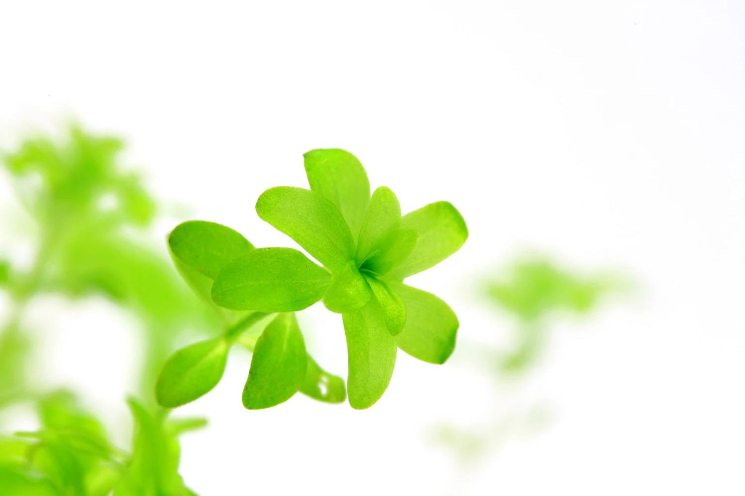 *NEU* Quirlblättriges Perlenkraut / Hemianthus Glomeratus – Bild 5