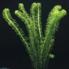 Kanadische Wasserpest / Elodea Canadensis