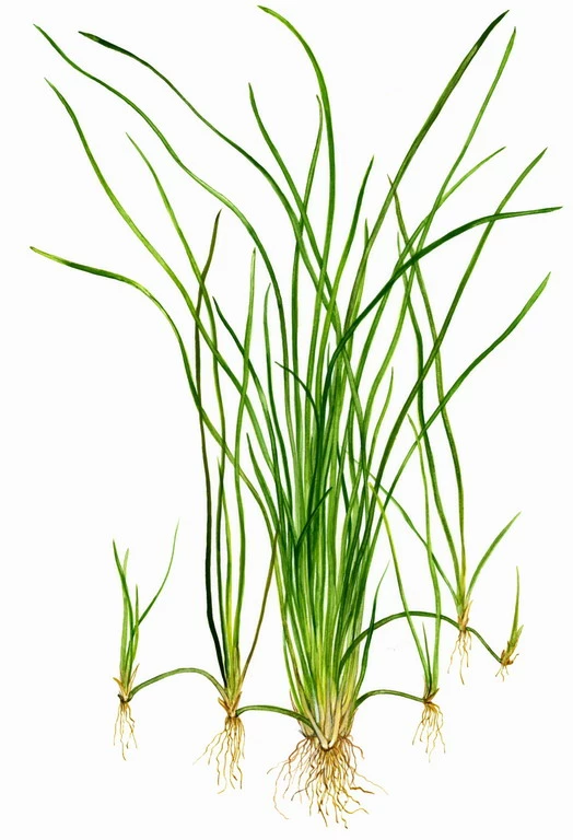Schmalblättrige Vallisnerie / Vallisneria Nana – Bild 2