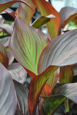 Rotes Indisches Blumenrohr / Canna Indica Endeavour Im 11x11 Cm Topf
