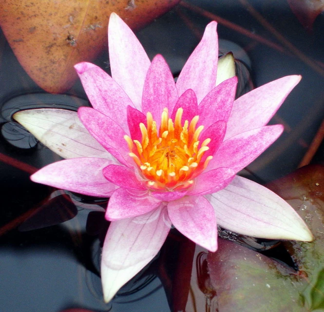 Seerose ORANGE / Nymphaea Orange Im Kokosfasertopf, Direkt Einsetzbar