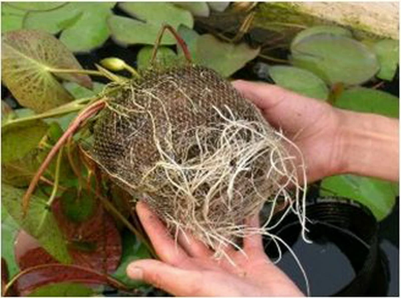 Seerose ROT / Nymphaea Rot Im Kokosfasertopf, Direkt Einsetzbar – Bild 2