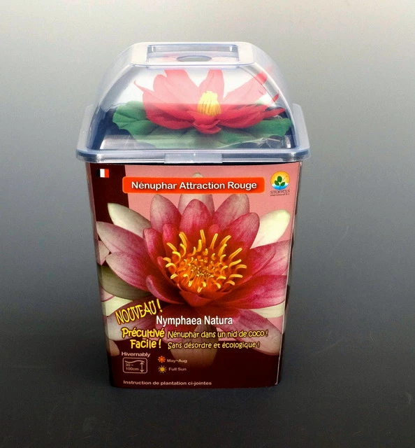 Seerose ROT / Nymphaea Rot Im Kokosfasertopf, Direkt Einsetzbar – Bild 3