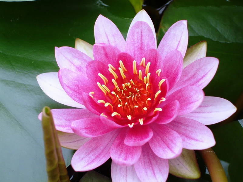 Seerosen 4 Stück - 4 Verschiedene Farben Kokosfasertopf, Direkt Einsetzbar – Bild 3