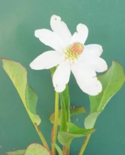 Molchschwanz Yerba Mansa Weiß / Anemopsis Californica Im 9x9 Cm Topf