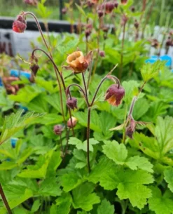 Bach-Nelkenwurz / Geum Rivale Im 9x9 Cm Topf