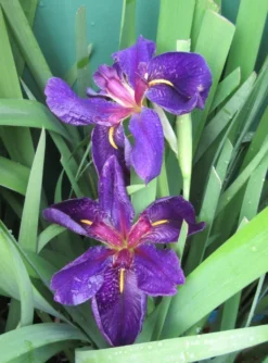 Schwarz-violette Sumpfschwertlilie "Black Gamecock" / Iris Louisiana "Black Gamecock" Im 9 Cm Topf