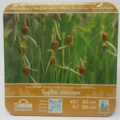 Anzucht-Set Zwergrohrkolben / Typha Minima