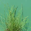 Zwergschachtelhalm / Equisetum Scirpoides Im 9x9 Cm Topf
