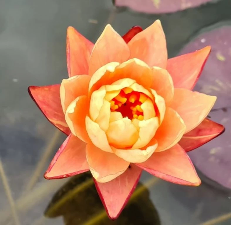 Zweifarbige Seerose / Nymphaea "Wanvisa" *Rarität* – Bild 2