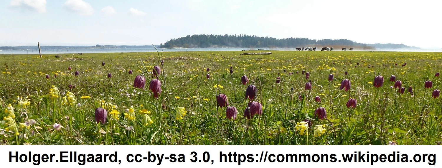 Samen Schachbrettblume / Fritillaria Meleagris - Samen Für Ca. 50 Pflanzen – Bild 2