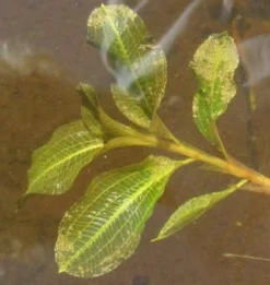 Glänzendes Laichkraut / Potamogeton Lucens Im 9x9 Cm Topf