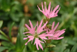 Zwerg-Kuckucksblume / Lychnis Flos-cuculi "Nana" Im 9x9 Cm Topf