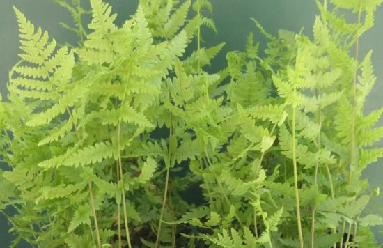 Sumpf-Lappenfarn / Thelypteris Palustris Im 9x9 Cm Topf