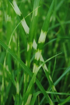 Zebraschilf / Miscanthus Sinensis "Zebrinus" Im 9x9 Cm Topf