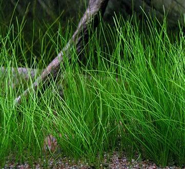 Nadelsimse / Eleocharis Acicularis Auf Matte Ca. 130 X 100 Mm
