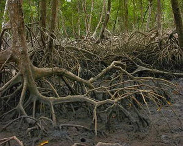 Rote Mangrove / Rhizophora Mangle (Jungpflanze) Mit Wurzel Und Austrieb – Bild 2