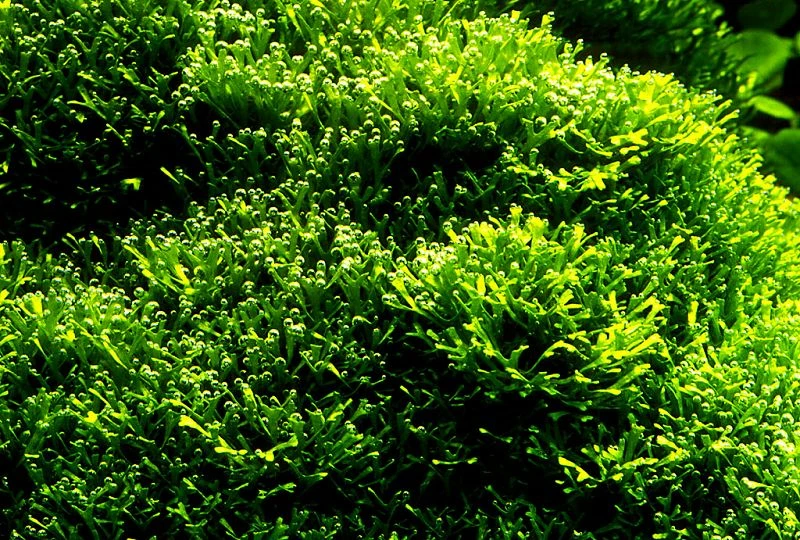 In-Vitro Kleines Teichlebermoos / Riccia Fluitans, Moos