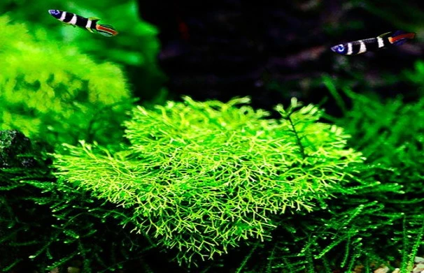 In-Vitro Kleines Teichlebermoos / Riccia Fluitans, Moos – Bild 2